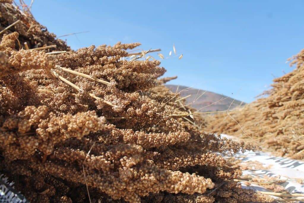 Dried quinoa plant