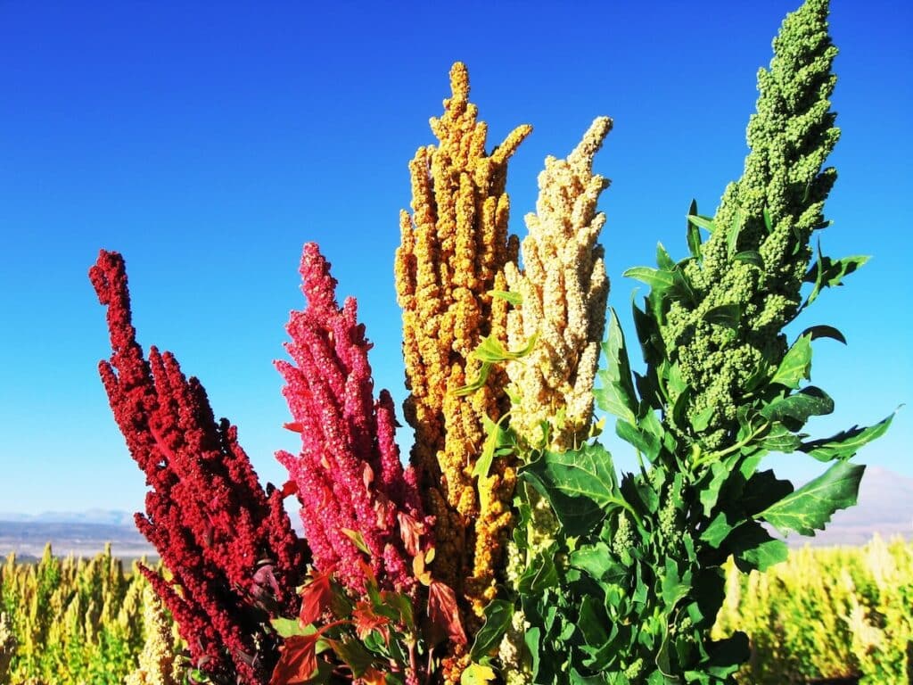 Colorful Quinua plant