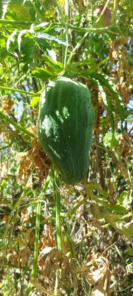 Cayhua plant