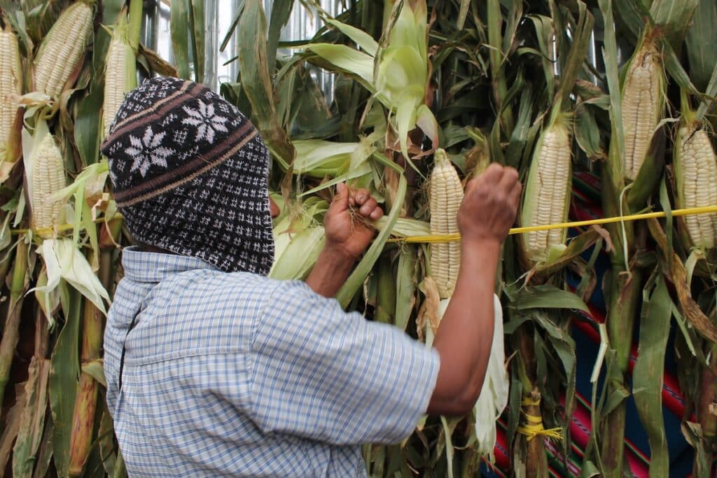 Man harvesting maiz
