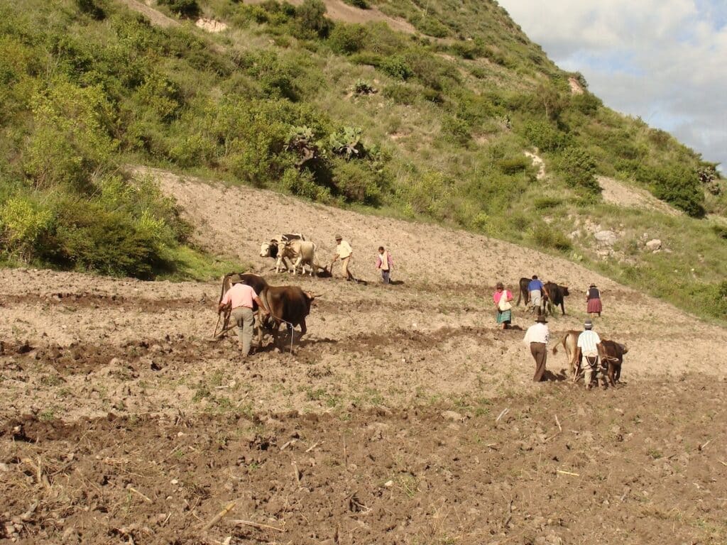 People and cows plowing a field