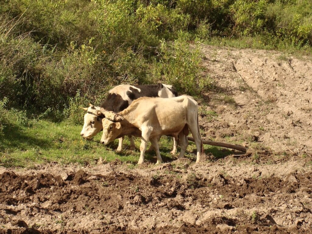 2 cows with yoke and plow