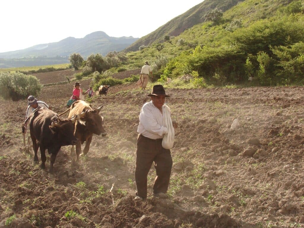 Man sowing seeds in field
