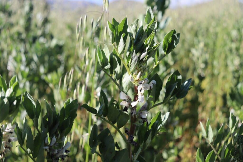 Bean plant